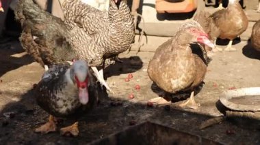 Bir çiftlik ortamında çeşitli ördek ve tavuk türlerinin yiyecek aradığı görülmektedir. Hayvanlar kırsal tarım elementleriyle çevrili yerde yiyecek ararken birbirleriyle etkileşim halindeler..