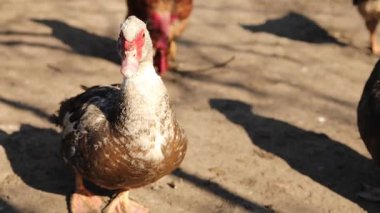 Ördekler ve tavuklar, parlak bir güneşin altında yumuşak toprakla dolu bir çiftlikte gezinmenin tadını çıkarırlar. Hayvanların doğal etkileşimi, kırsal yaşamı ve kırsal kesimin huzur dolu ortamını gözler önüne seriyor..