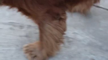 Golden Retriever neşeyle parkta koşuyor, diğer köpeklerle etkileşime geçiyor ve güneşli havanın tadını çıkarıyor. Dostlar neşeli maskaralıkları izlemek için toplanır..