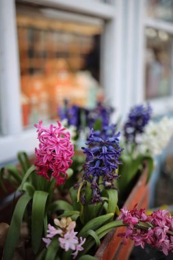 Parlak pembe ve mavi sümbüller büyüleyici bir dükkanın bahçesinde sergileniyor. Renkli çiçekler ve yemyeşil yapraklarla baharın gelişini sergiliyorlar..