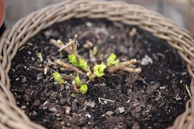 Taze yeşil filizler örülmüş sepet ekicinin içindeki koyu toprağı itiyor. Bu an, ilkbaharın ve yeni başlangıçların özünü yakalar..