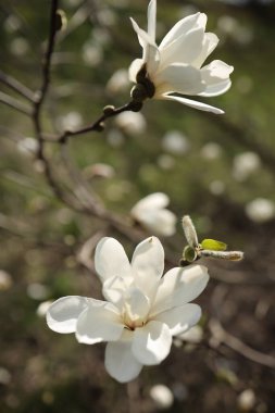 Beyaz manolya çiçekleri ince dallar üzerinde zarif bir şekilde açar, yumuşak bir yeşillik bulanıklığı ile çevrilidir. Akşamın nazik ışığı açık havada güzelliklerini arttırır..