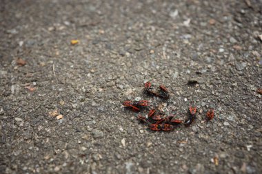 Belirgin siyah desenlere sahip küçük kırmızı böcek kümesi parlak güneş ışığı altında asfalt bir yüzey üzerinde toplanır. Sahne, canlı renklerini gri arkaplanda yakalıyor..