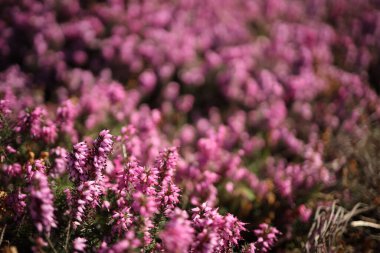 Narin pembe kır çiçekleri kırsal alanda serpilmiş, sıcak öğleden sonra güneş ışığı altında serpilmiş, doğal güzellikler sergiliyor..