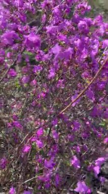 Parlak mor çiçekler baharın ılık güneşi altında yemyeşil bir bahçede bol bol çiçek açar. Bu canlı sahne doğanın ve bitkilerin güzelliğini kutluyor..