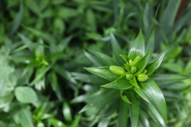 Canlı yeşil yapraklar yoğun bir bahçede yetişir, merkezinde tomurcuklanan küçük çiçekler sergilenir. Sahne, bahar büyümesinin ve doğadaki yenilenmenin güzelliğini vurguluyor..