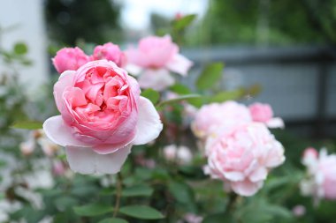 Narin pembe güller yemyeşil yaprakların arasında katmanlı yapraklarını sergiliyorlar. Sahne baharın canlılığını yansıtıyor. Yumuşak güneş ışığı çiçekli güzelliği canlandırıyor..