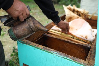 Bir arı yetiştiricisi, elinde bal toplamaya hazır bir sigara içicisini tutarken ahşap bir kovan açar. Yeşillik bahçesi bu önemli ve dikkatli görev için sakin bir ortam yaratır..