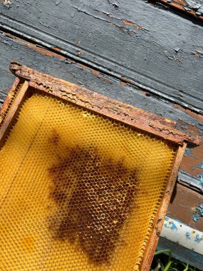 Arıcılar bal peteğini ahşap bir çerçevede taze toplanmış bal ile tutuyorlar. Kurulum soluk bir yüzey üzerine kurulmuş. Güneş ışığı sahneyi aydınlatır.