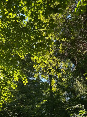 Parlak güneş ışığı canlı yeşil yaprakların arasından parlar, ormanın sakin atmosferini aydınlatır. Kuşlar barışçıl bir ortam yaratırken usulca cıvıldarlar..
