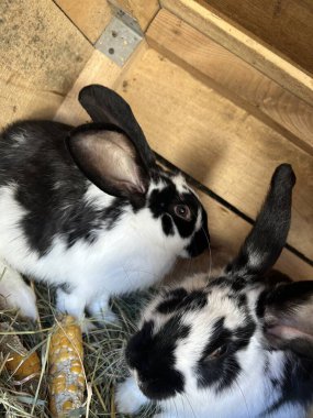 İki siyah ve beyaz tavşan samanlarla çevrili ahşap bir kulübede vakit geçirmenin tadını çıkarıyorlar. Rahatlar ve birlikte oynarlar. Ahır ortamında şakacı doğalarını sergilerler..