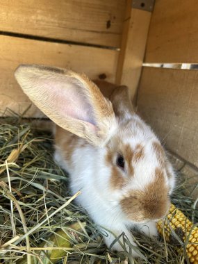 Yumuşak kahverengi ve beyaz bir tavşan, taze saman ve mısır parçalarıyla çevrili ahşap kafesinde dinlenir. Güneş ışığı, neşeli sahneyi hafifçe aydınlatır ve sıcak bir atmosfer yaratır..