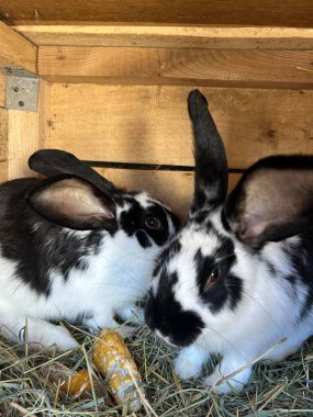 Siyah beyaz kürklü iki sevimli tavşan saman dolu bir kır evindeki mısırı kemiriyor, neşeli doğalarını ve meraklarını sergiliyorlar..