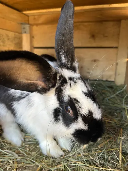 Büyük kulakları olan siyah ve beyaz bir tavşan samanlıkta, ahşap bir sığınağın içinde. Yumuşak güneş ışığı, rahat ortamının etrafına tuhaf bir şekilde bakarken kürkünü ön plana çıkarıyor..