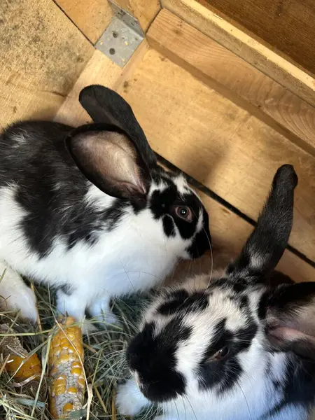 İki siyah ve beyaz tavşan samanlarla çevrili ahşap bir kulübede vakit geçirmenin tadını çıkarıyorlar. Rahatlar ve birlikte oynarlar. Ahır ortamında şakacı doğalarını sergilerler..