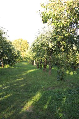 Geniş bir elma bahçesinde açık mavi gökyüzünün altında yemyeşil ağaçlar bulunur. Güneş ışığı yaprakların arasından süzülerek öğleden sonra huzurlu bir atmosfer yaratır..