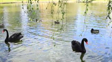 Güzel siyah kuğular yemyeşil yemyeşil bir havuzun sakin sularında süzülür. Ördekler onlara katılıyor, güneşli bir günde huzurlu bir atmosfer yaratıyorlar..