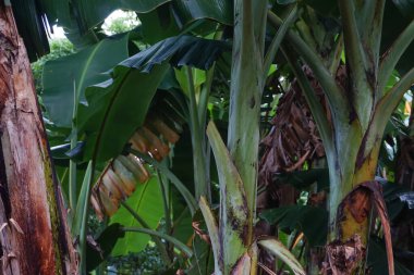 Yoğun bir tarlada muz ağacı gövdesi ve yapraklarının yakın çekimi.