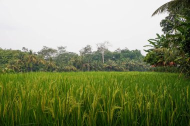 Canlı yeşil çeltik tarlaları ön planda hüküm sürüyor. Neredeyse olgunlaşmış taneler yavaşça salınıyor..