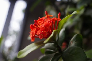 Canlı turuncu Ixora çiçekleri (Ixora coccinea) kümesinin yakın plan yeşil yaprakların yumuşak odaklı arka planına karşı çiçek açması.