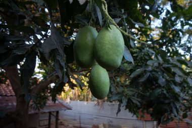 Üç olgunlaşmamış yeşil mango, bir mango ağacının dalında asılı, pürüzsüz derileri koyu yeşil yapraklara karşı..