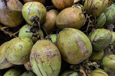 Yeni toplanmış yeşil hindistan cevizlerinden oluşan geniş bir grubun yakın görüntüsü..