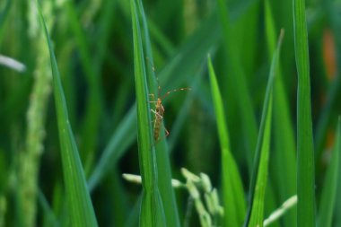 Uzun, narin antenleri ve bacakları olan açık kahverengi bir böceğe yakın plan, tek bir yeşil çimene tutunuyor..