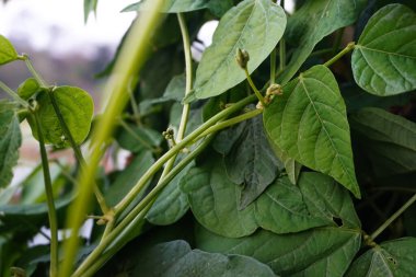 Yeşillik yeşil fasulye yapraklarına detaylı bir bakış, canlı yapraklar ve doğal bir bahçe ortamında sağlıklı büyüme. Görüntü yeşil bitkilerin güzelliğini ve canlılığını vurgular..