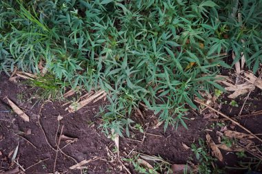 High-angle close-up view of vibrant green plants growing in dark, rich soil. clipart