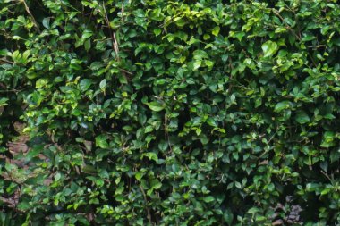 Yoğun yeşil bir çitin yakın görüntüsü.