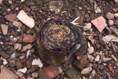 Kayalar, kırık tuğlalar ve diğer döküntülerle çevrili eskimiş, koyu kahverengi bir odunun yakın çekim görüntüsü..