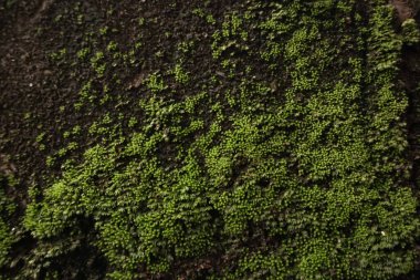 Parlak yeşil yosunların yoğun bir şekilde koyu bir yüzeyde toplanmış görüntüsü, verimli ve dokulu bir görünüm yaratıyor..