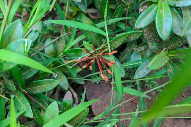 Canlı Kırmızı Çiçek Tomurcukları Yeşil Yeşiller ve DewKissed Yaprakları arasında ortaya çıkıyor.