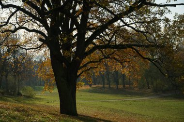 Berlin Halk Parkı Hasenheide 'de güneşli bir sonbahar günü. Renkli yapraklar yavaşça ağaçlardan düşüyor. Güzel arka ışık.