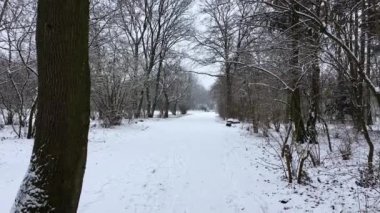Berlin Halk Parkı Hasenheide 'de soğuk bir kış gününde ağaçlarla kaplı bir yola kar yağıyor..