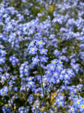 Unutma-beni-değil (Myosotis Sylvatica) Çiçekler tüm alanda çiçek açar - seçici bir odak. Doğa / Çiçek Açan Arkaplan.