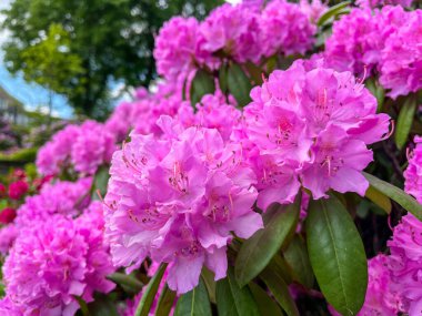 Büyük pembe Rhododendron Çiçekleri Wuppertal, Almanya 'da bir halk parkında baharda