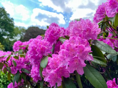 Büyük pembe Rhododendron Çiçekleri Wuppertal, Almanya 'da bir halk parkında baharda