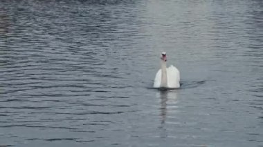 Swan, Berlin 'deki Landwehr Kanalı' nda sakin sularda kameraya doğru yüzüyor. Kamera döndürme.