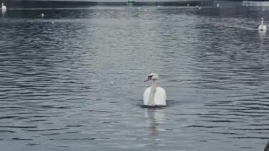 Swan kameraya doğru yüzüyor ve Berlin 'deki Landwehr Kanalı' nda sakin sularda bir grup Kuğu bırakıyor..
