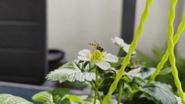 Hover Fly, Sphaerophoria scripta, bir çilek çiçeğinin üzerinde nektar topluyor ve sonra uçup gidiyor..
