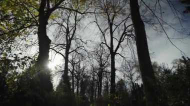 Güneşli bir sonbahar gününde, Berlin 'deki Alter Luisenstadt Kirchhof mezarlığındaki ağaçların ve çalıların arasından Treetops' tan Footpath 'e doğru eğil..