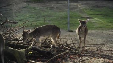 BERLİN, Almanya - 10 Kasım 2021: Güneşli bir sonbahar gününde Berlin 'deki Tierpark Neukoelln Hayvanat Bahçesi' nde yiyecek ve otlak arayan Avrupalı Fallow Geyiği. Mükemmel bir arka ışık. Hayvan parkı