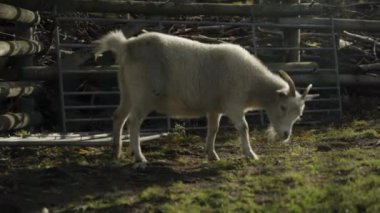 BERLİN, Almanya - 10 Kasım 2021: Güneşli bir sonbahar gününde Berlin Hayvanat Bahçesi Tierpark Neukoelln 'de çim ve yaprak yiyen kaşmir keçisi. Hayvan parkı Hasenheide parkında yer almaktadır.