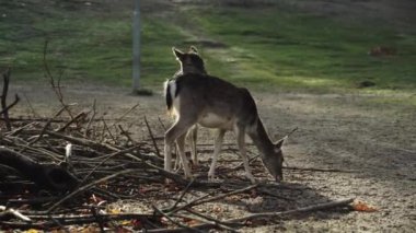 BERLİN, Almanya - 10 Kasım 2021: Güneşli bir sonbahar gününde Berlin 'deki Tierpark Neukoelln Hayvanat Bahçesi' nde yiyecek ve otlak arayan Avrupalı Fallow Geyiği. Mükemmel bir arka ışık. Hayvan parkı