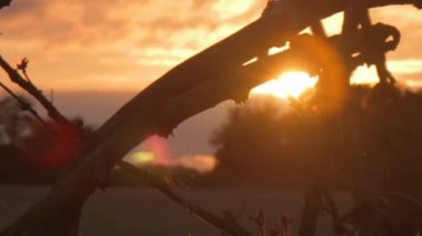 Doğu Frizya, Kuzey Almanya 'da bir buğday tarlasında bir örümceğin ağında parlayan güneş. Dolly / İzleme / Kaydırıcı.