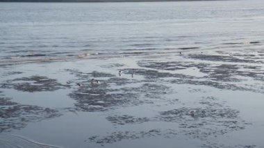 Hamburg Limanı 'ndaki Elbe Nehri' nde sular çekildiğinde ördekler ve martılar çamurlu düzlükte yiyecek arıyorlar..