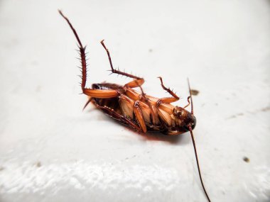 Ölü hamamböceği, böcek ilacı sıktıktan sonra yerde yatar vaziyette ölü bir hamamböceğinin seçici odağı olur.