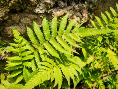 Portrait of Phegopteris connectilis long beech fern clipart