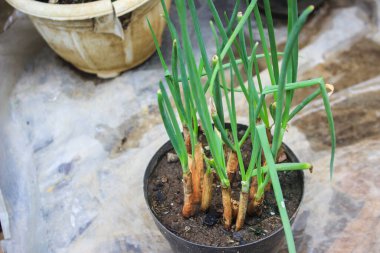 Saksıda yeşil bitkiler.